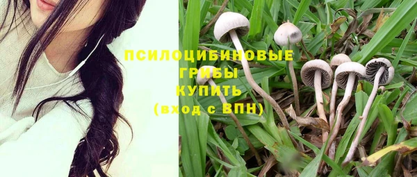 стаф Кодинск